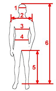 Dimensions du mannequin