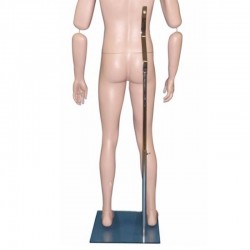 Specific dorsal rod for mannequins