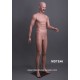 Mannequin Homme MD TE46